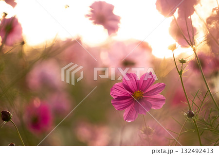 朝焼けの光に透ける鮮やかなマゼンタのコスモス 132492413