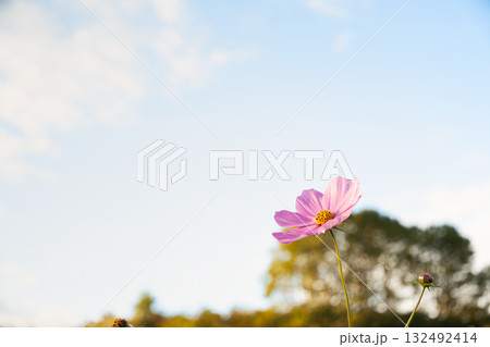 秋の澄んだ空と可憐な秋桜のロマンチックな情景 132492414