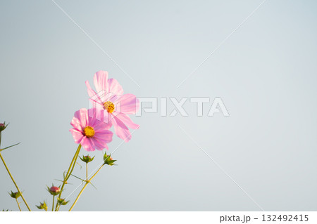 柔らかな光を浴びたピンクの秋桜とつぼみ 132492415