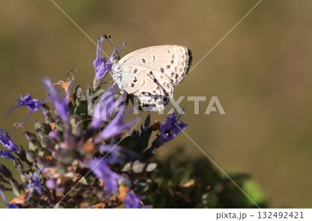 秋の庭に咲く紫色のダンギクの花の蜜を吸うヤマトシジミ蝶 132492421