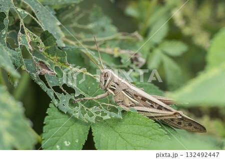 ツチイナゴ ツチイナゴ 132492447
