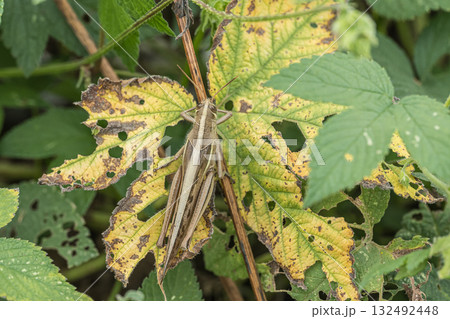 ツチイナゴ 132492448