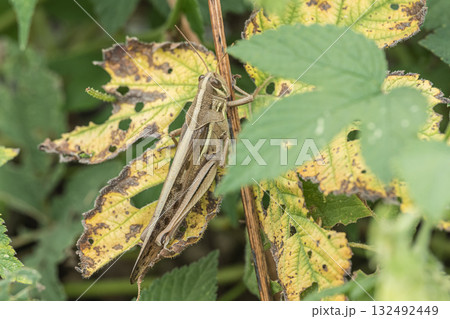 ツチイナゴ 132492449