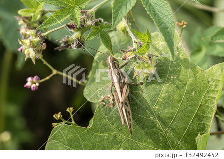 ツチイナゴ 132492452