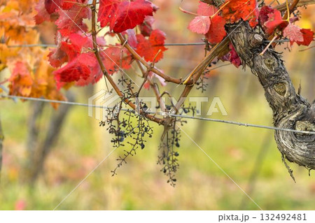 View of the vineyard after a flock of starlings attacked. Bunches of grapes after the starlings attacked. Concept of damage to vineyards caused by starlings. 132492481