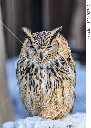 冬の静寂 ― 旭山動物園のミミズク 132492747