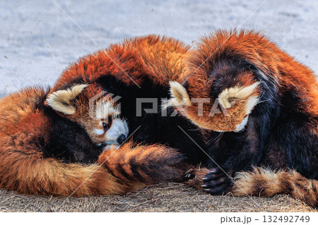 雪の動物園で ― ぬくもりを分け合うレッサーパンダ 雪の動物園で ― ぬくもりを分け合うレッサーパンダ 132492749