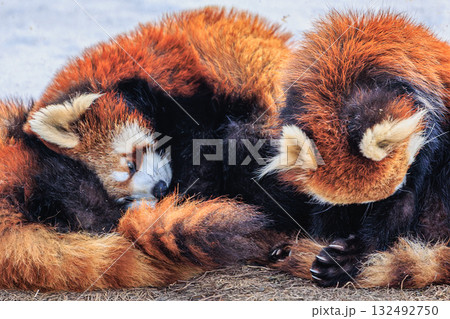 寄り添うぬくもり ― 旭山動物園のレッサーパンダ 寄り添うぬくもり ― 旭山動物園のレッサーパンダ 132492750
