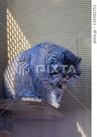 マヌルネコのまなざし ― 旭山動物園にて 132492751