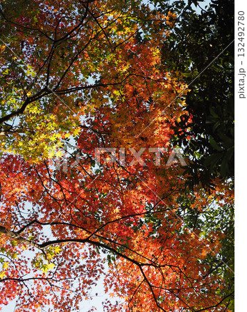紅葉(秋イメージ) 132492780