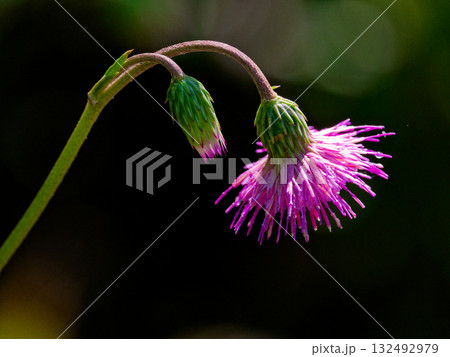 秋の山野草 キク科キセルアザミの蕾と花 秋の山野草 キク科キセルアザミの蕾と花 132492979