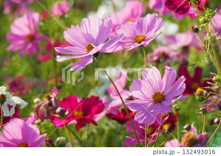 コスモス：cosmos 132493016