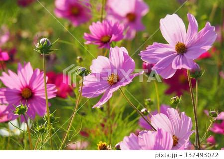 コスモス：cosmos 132493022
