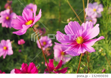 コスモス:cosmos コスモス:cosmos 132493030