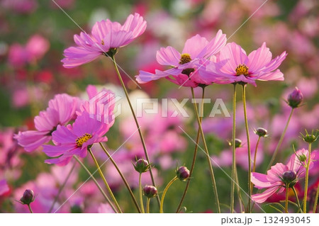 コスモス：cosmos 132493045