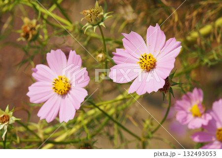 コスモス：cosmos 132493053