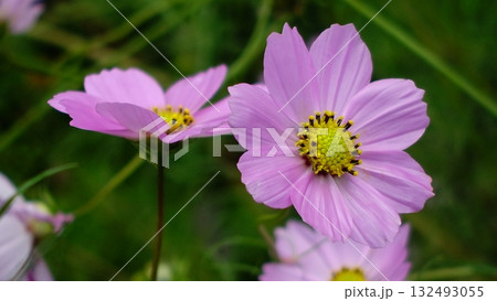 コスモス:cosmos コスモス:cosmos 132493055