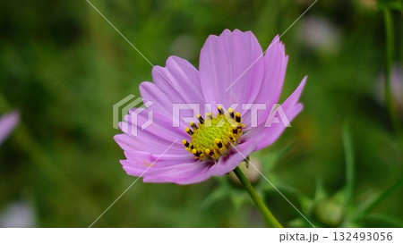コスモス:cosmos コスモス:cosmos 132493056