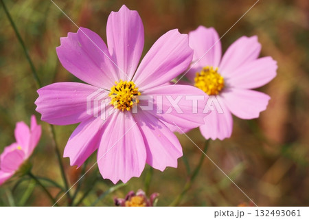 コスモス：cosmos 132493061