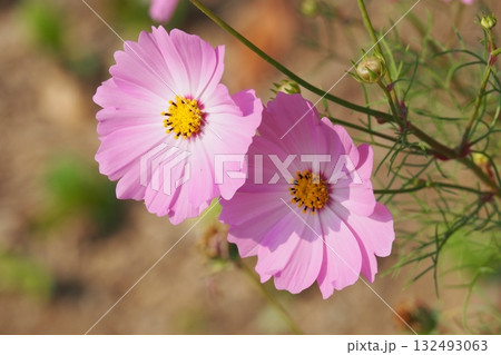 コスモス:cosmos コスモス:cosmos 132493063