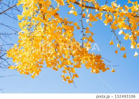 秋晴れに輝く銀杏の木々 132493106