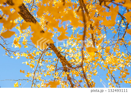 秋晴れに輝く銀杏の木々 132493111