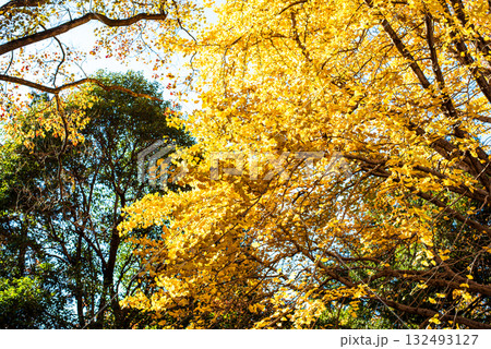 秋晴れに輝く銀杏の木々 132493127