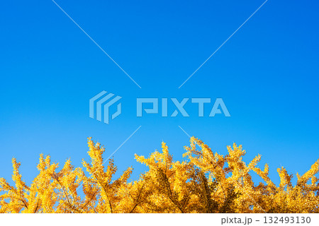 秋晴れに輝く銀杏の木々 132493130