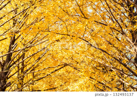 秋晴れに輝く銀杏の木々 132493137