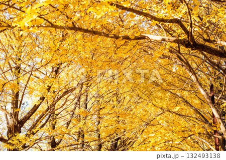 秋晴れに輝く銀杏の木々 132493138