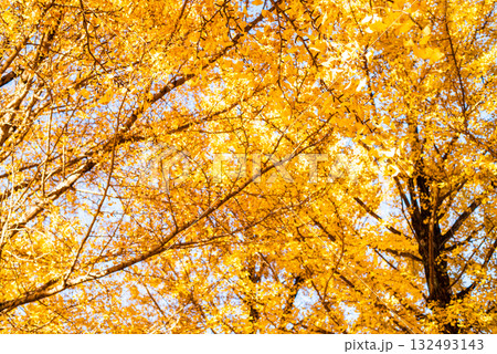 秋晴れに輝く銀杏の木々 132493143