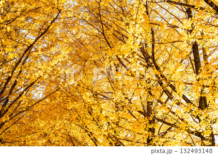 秋晴れに輝く銀杏の木々 132493148