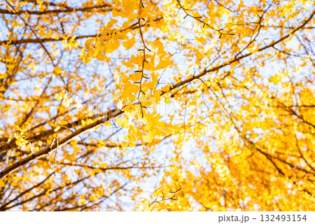 秋晴れに輝く銀杏の木々 132493154