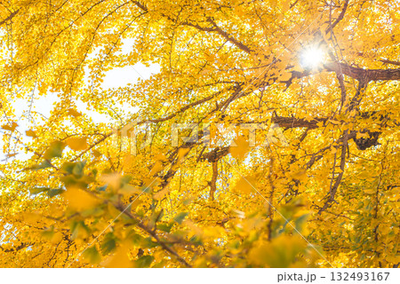 秋晴れに輝く銀杏の木々 132493167