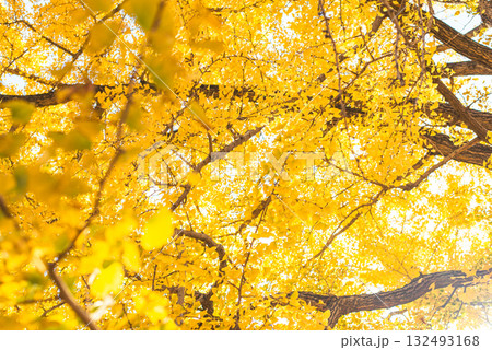 秋晴れに輝く銀杏の木々 秋晴れに輝く銀杏の木々 132493168