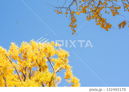 秋晴れに輝く銀杏の木々 132493178
