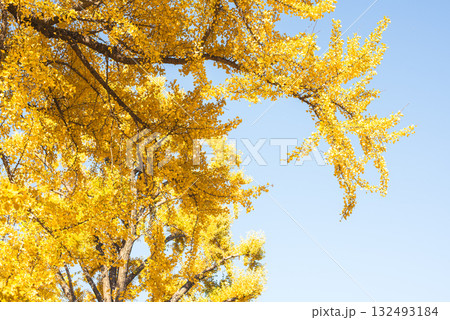 秋晴れに輝く銀杏の木々 132493184