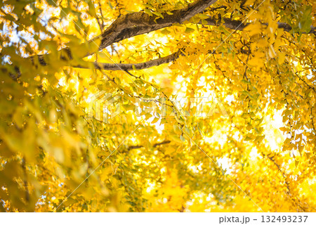 秋晴れに輝く銀杏の木々 132493237