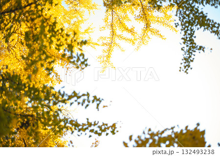 秋晴れに輝く銀杏の木々 秋晴れに輝く銀杏の木々 132493238