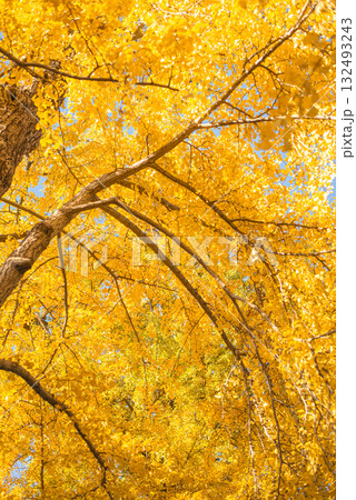 秋晴れに輝く銀杏の木々 秋晴れに輝く銀杏の木々 132493243