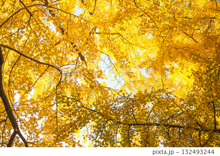 秋晴れに輝く銀杏の木々 132493244