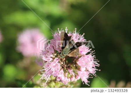 秋の庭に咲く薄桃色のダンギクの花の蜜を吸うイチモンジセセリ蝶 132493326