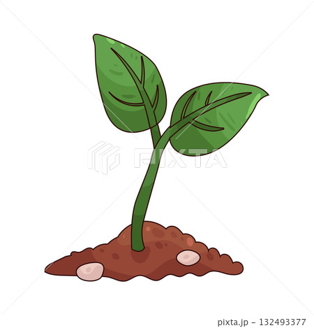 illustration of Seedling 132493377