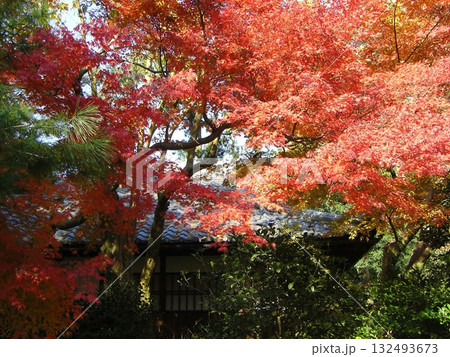 える紅葉のトンネル:京都御所のモミジを見上げる秋空 える紅葉のトンネル:京都御所のモミジを見上げる秋空 132493673