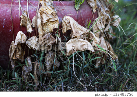 Dry Lotus Leaf Affected By Extreme Heat, A brittle lotus leaf curls under extreme heat, faded edges cracking in harsh light, perfect for a nature photography shot or a climate impact showcase. 132493756