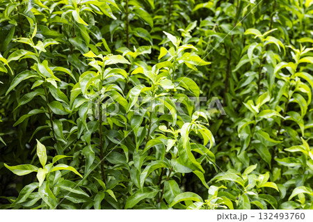 Multiple Young Korean Ficus Trees Growing, Vibrant young Korean ficus trees sprout in rich soil, leaves unfurling under sunlight, perfect for a nature photography shot or a thriving forest showcase. Multiple Young Korean Ficus Trees Growing, Vibrant young Korean ficus trees sprout in rich soil, leaves unfurling under sunlight, perfect for a nature photography shot or a thriving forest showcase. 132493760