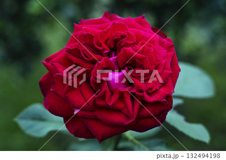 Wild Rose Flower In The Backyard, A delicate wild rose blooms in the backyard, vibrant petals glowing under morning light, perfect for a nature photography shot or a garden beauty showcase. Wild Rose Flower In The Backyard, A delicate wild rose blooms in the backyard, vibrant petals glowing under morning light, perfect for a nature photography shot or a garden beauty showcase. 132494198