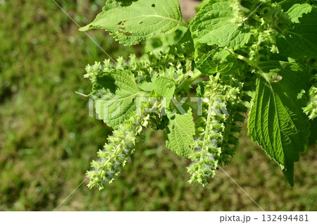 エゴマ(シソ科)一年草 エゴマ(シソ科)一年草 132494481