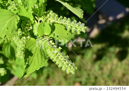エゴマ(シソ科)一年草 エゴマ(シソ科)一年草 132494554