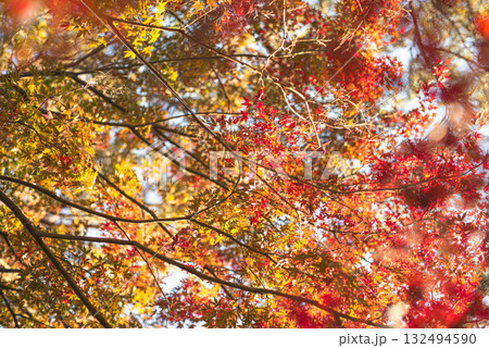 深まる秋に染まる紅葉の風景 132494590